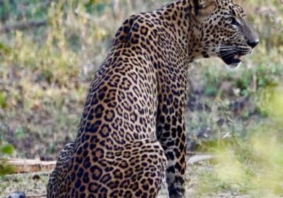 Yala National Park: The Wild Heart of Sri Lanka